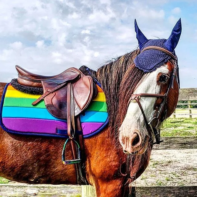 Custom LGBTQ  Pride Flag Saddle Pad