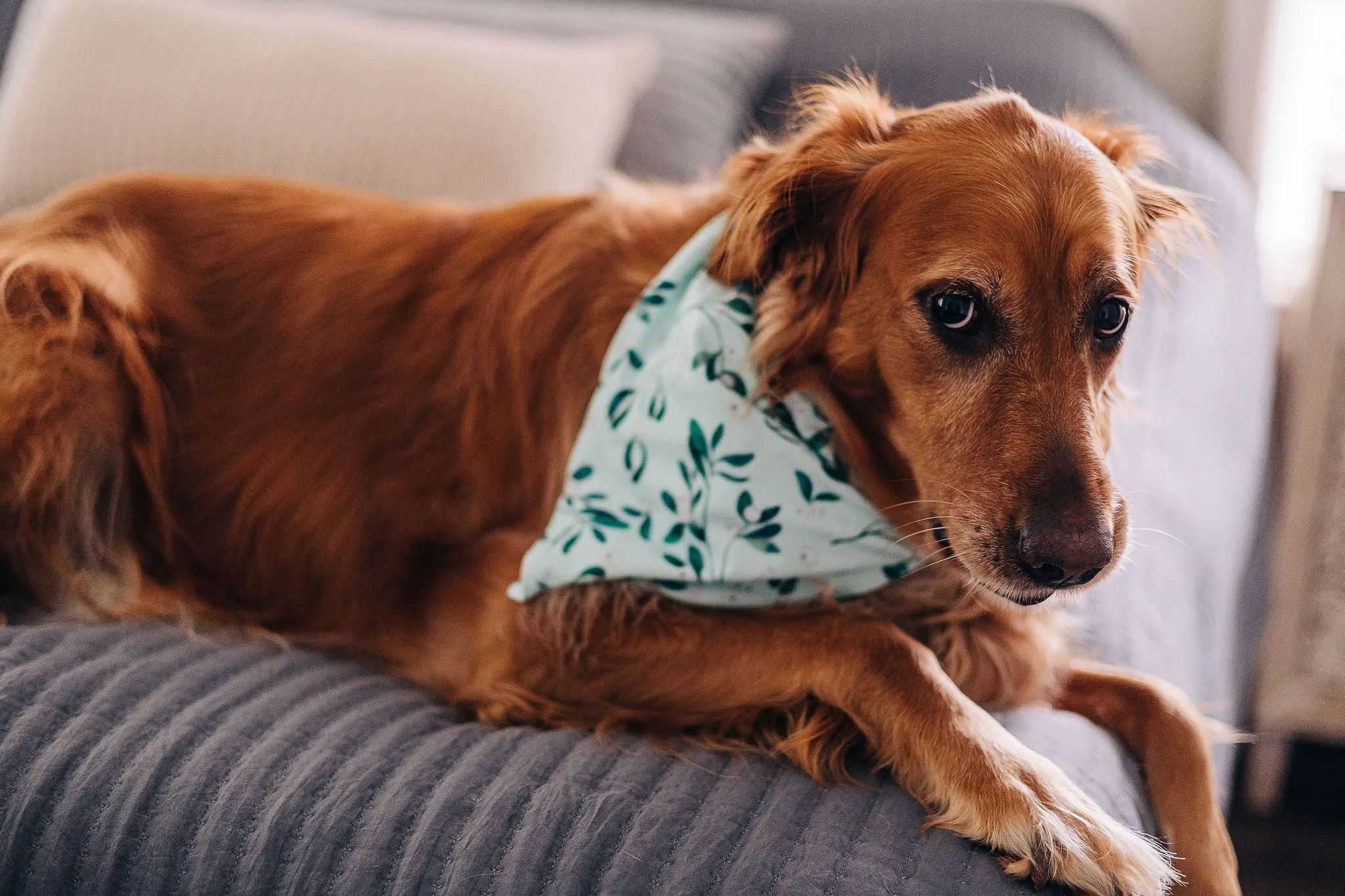 Mistletoe - Pet Bandana