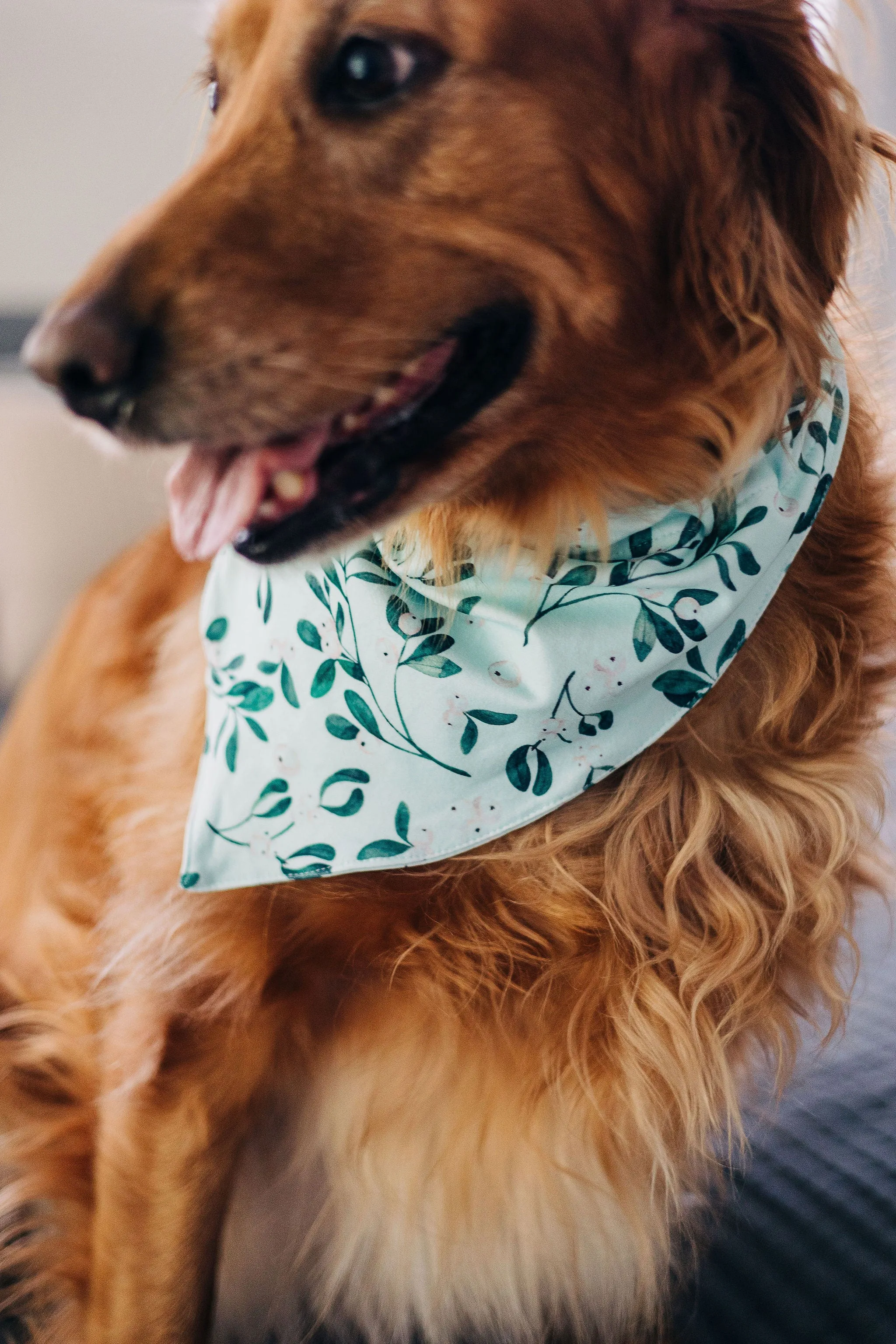 Mistletoe - Pet Bandana