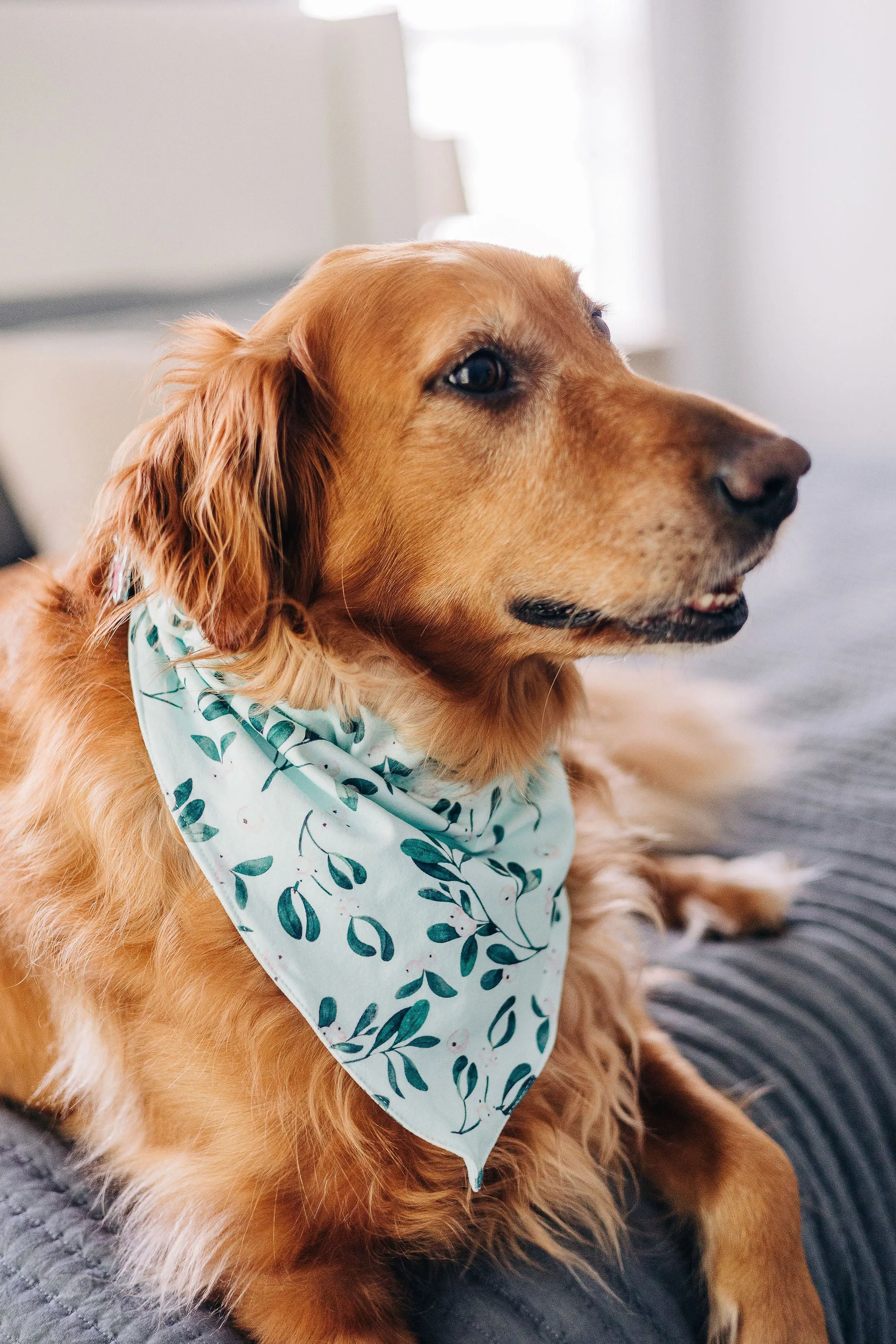 Mistletoe - Pet Bandana